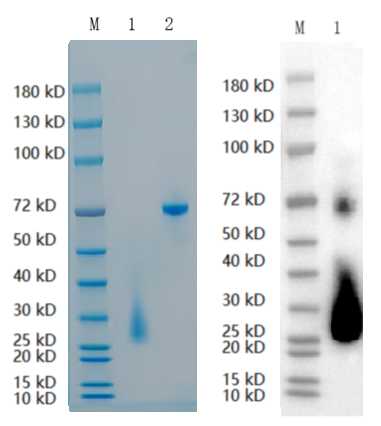 1. CD70: 1 μg<br />2. BSA: 1 μg